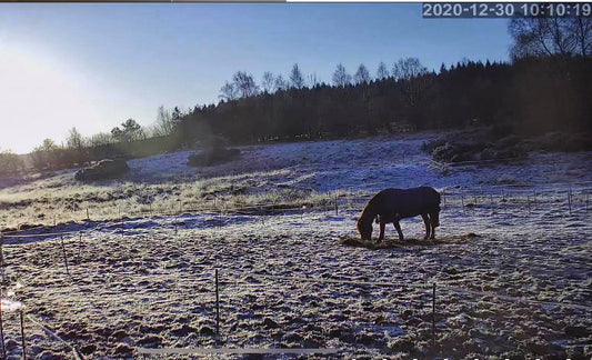 Monitoring cameras for the Horses 🐎 - Farmstream